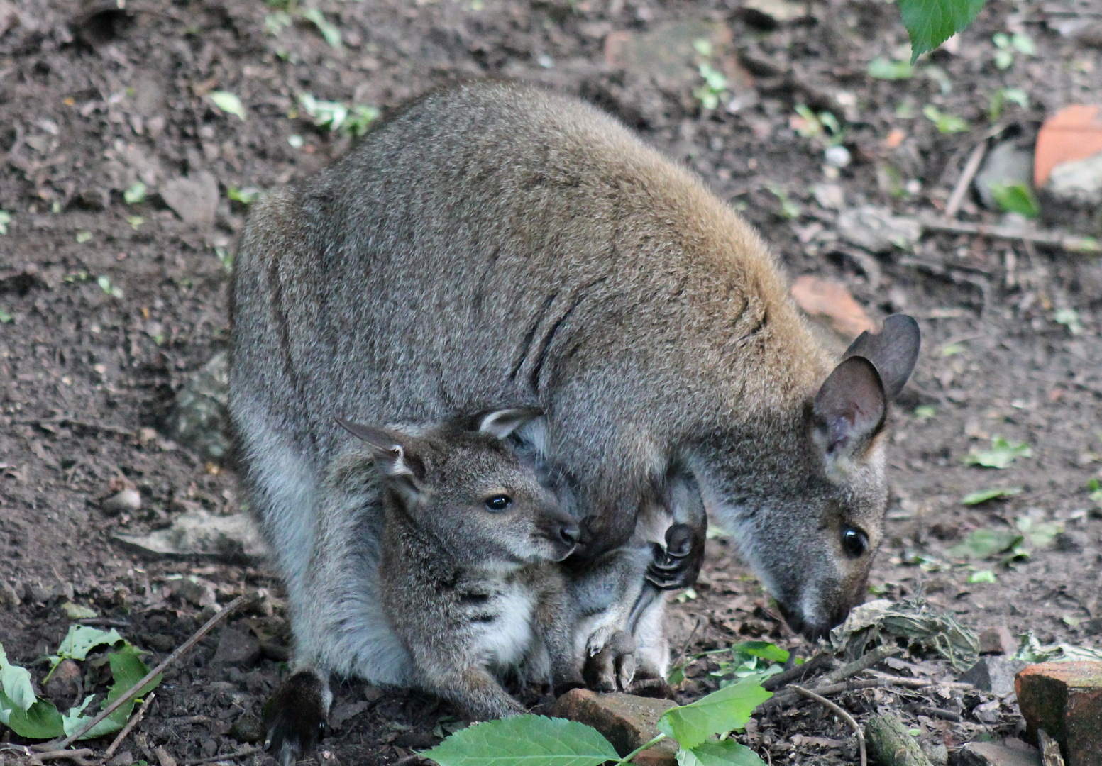 Känguru