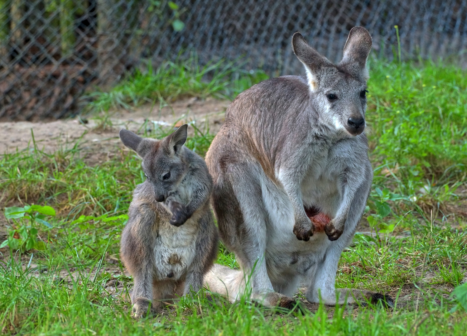 Känguru