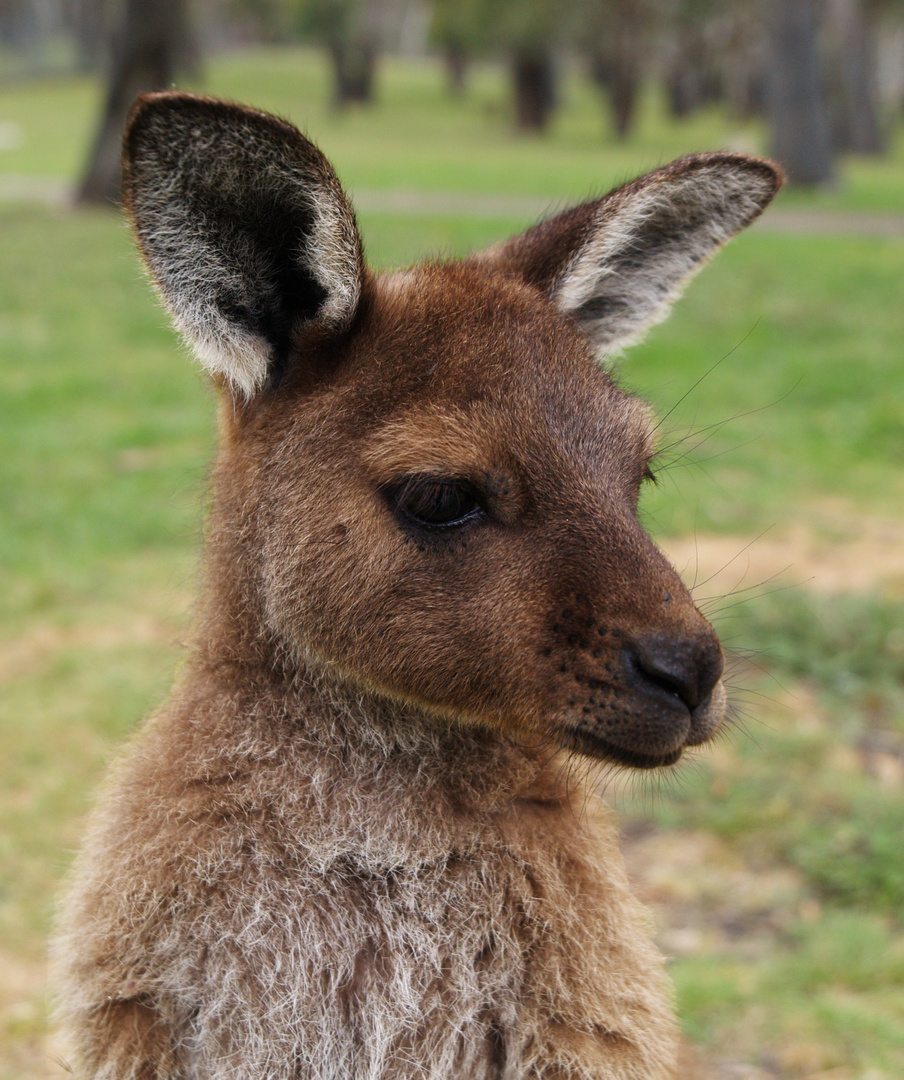 Känguru Foto & Bild | tiere, wildlife, säugetiere Bilder auf fotocommunity