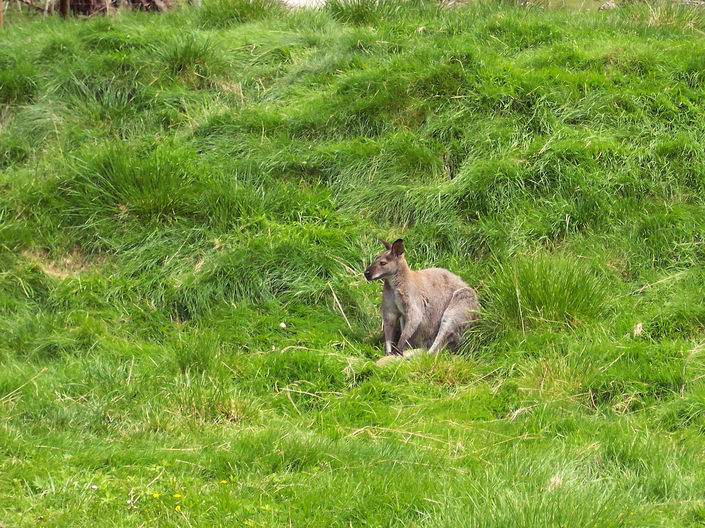 Känguru..