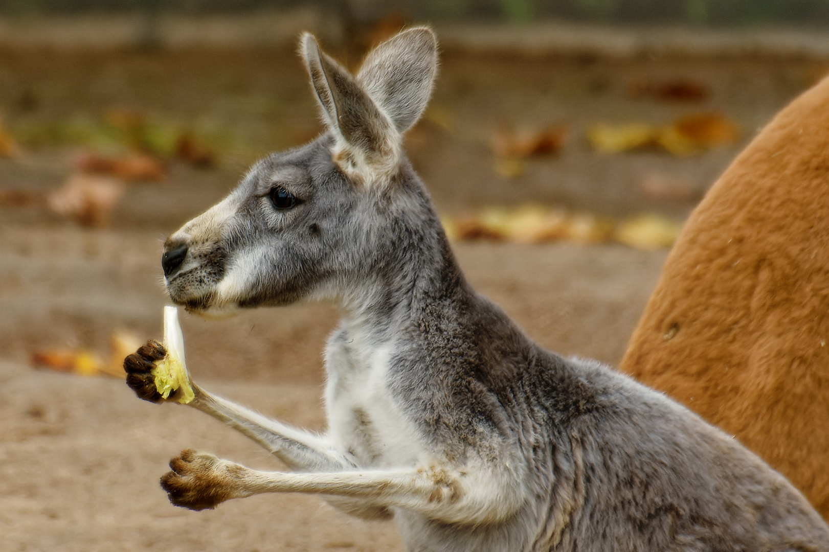 Känguru 