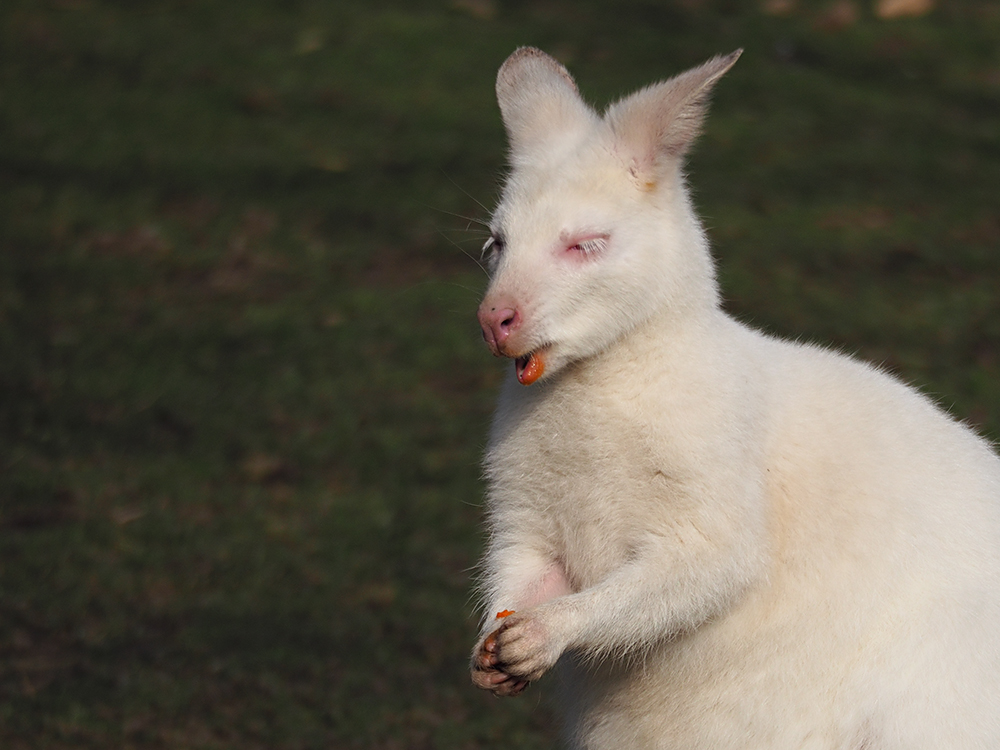 Känguru, Albino II ...