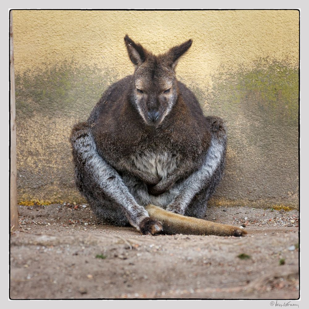 Känguru als Bettler ??  ;o))