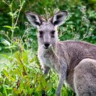 Känguru am Diamond Head, New South Wales, Australien