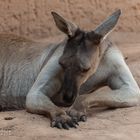 Känguru am relaxen