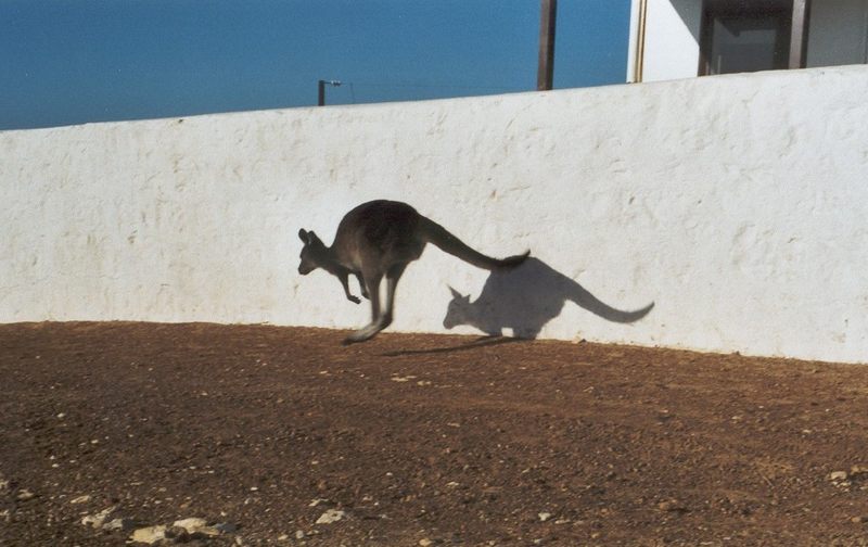 Känguru "auf der Flucht"