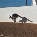 Känguru "auf der Flucht"