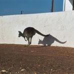 Känguru "auf der Flucht"