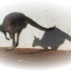 Känguru "auf der Flucht" II