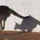 Känguru "auf der Flucht" III