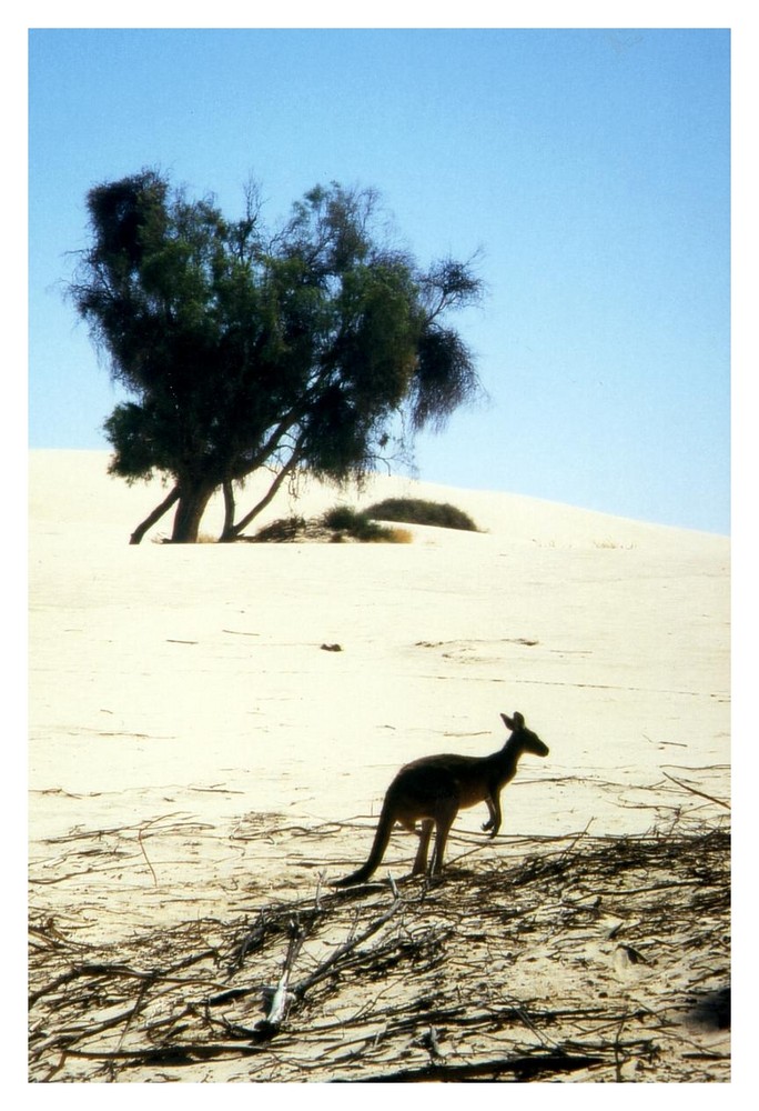 Känguru aus Tralien