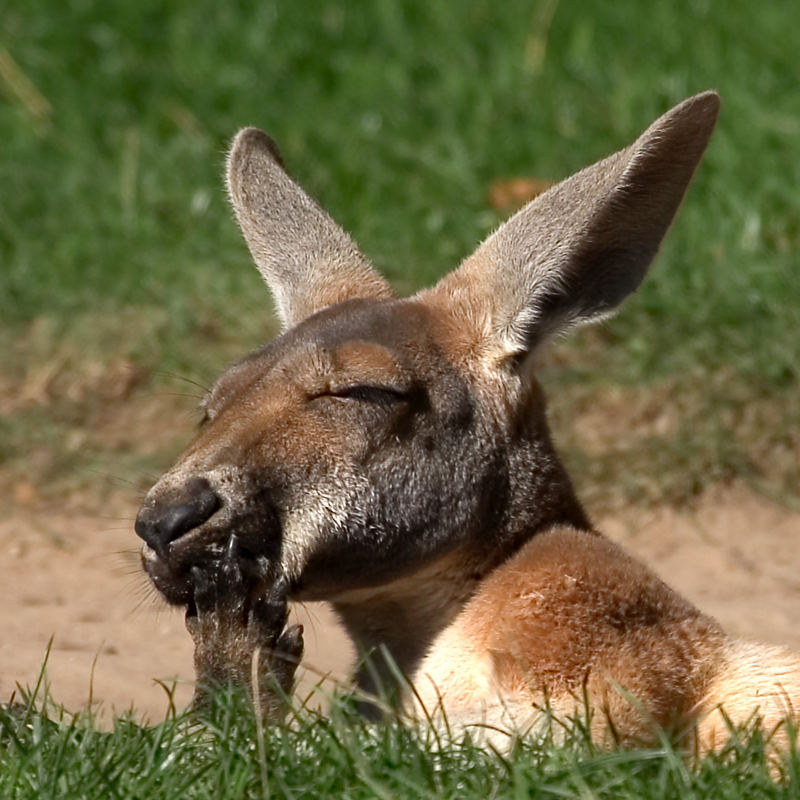 Känguru Foto & Bild | tiere, zoo, wildpark & falknerei, säugetiere