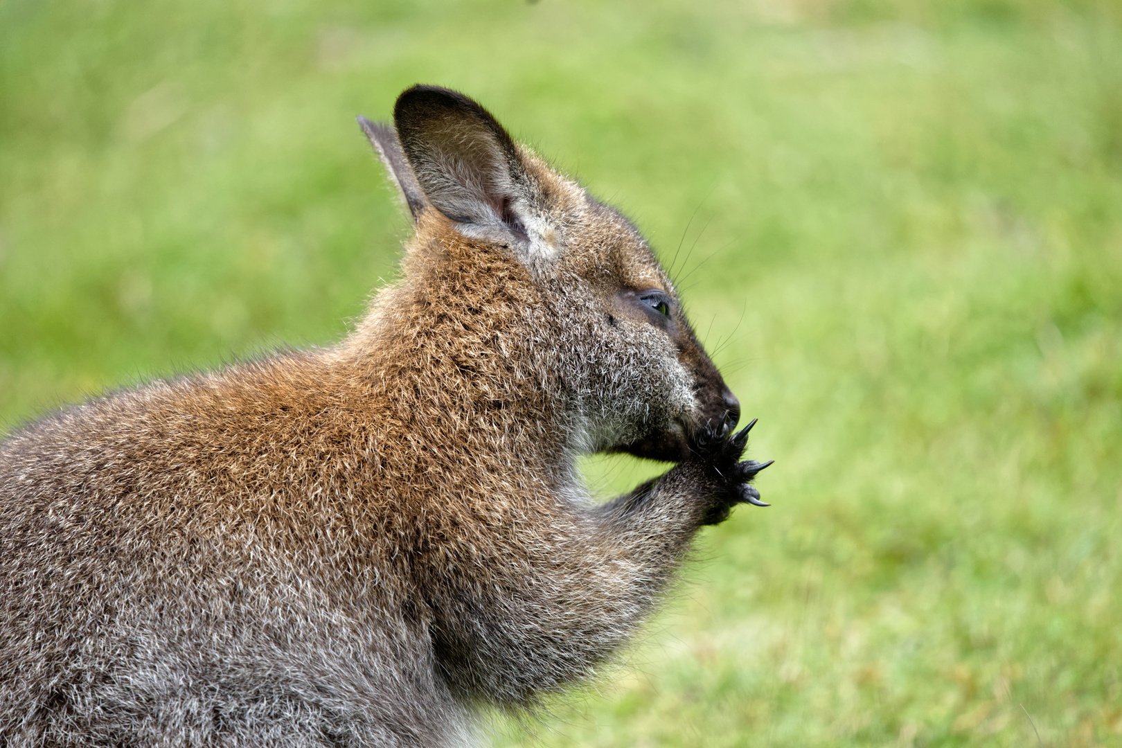 Känguru bei der Körperpflege