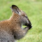 Känguru bei der Körperpflege