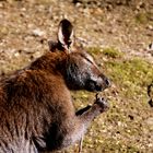 Känguru beim Snack