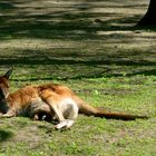 Känguru beim Sonnen