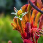 Känguru-Blume, Dunedin Botanic Garden