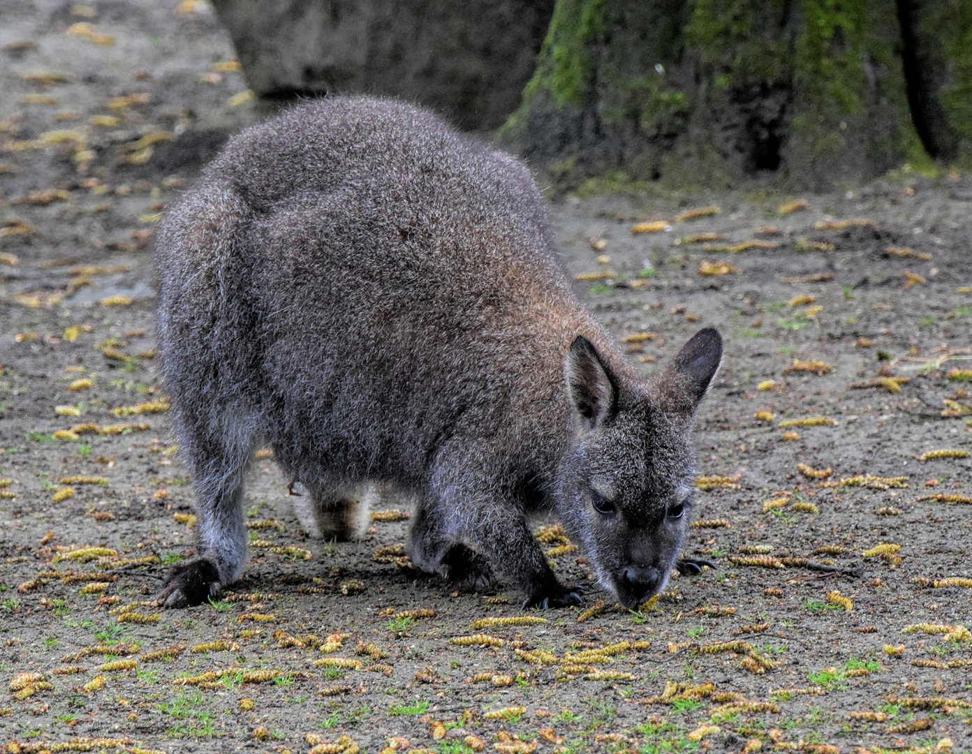 Känguru