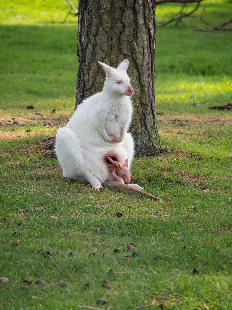 Känguru