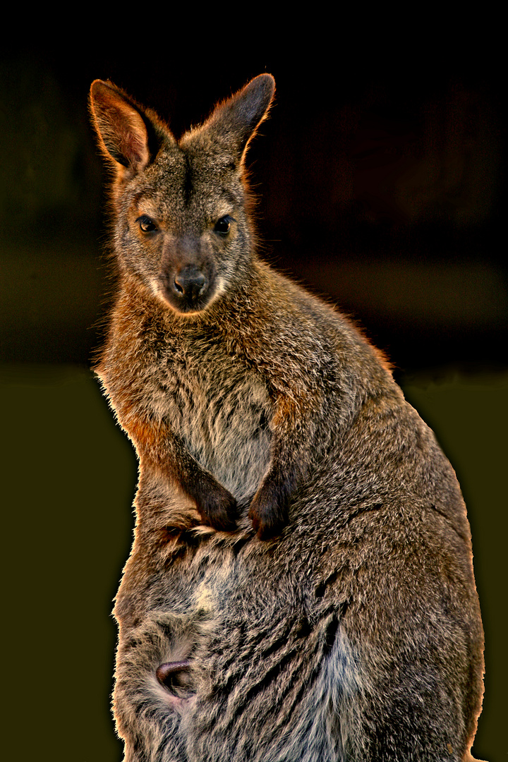 Känguru