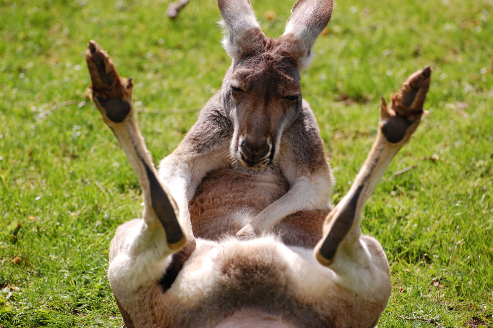 Känguru