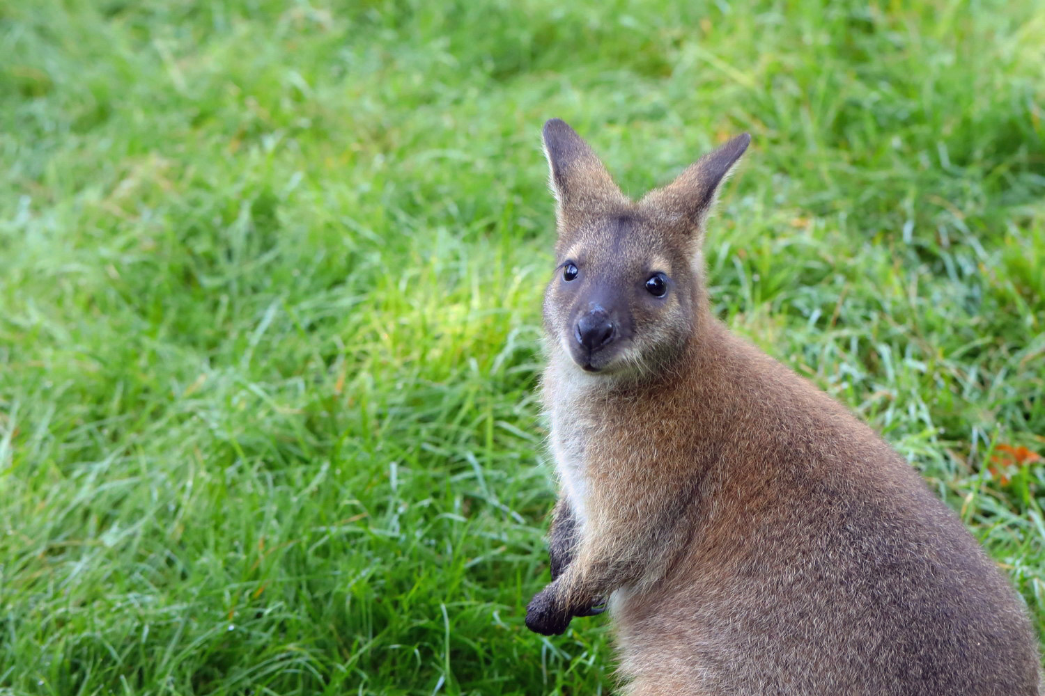 Känguru