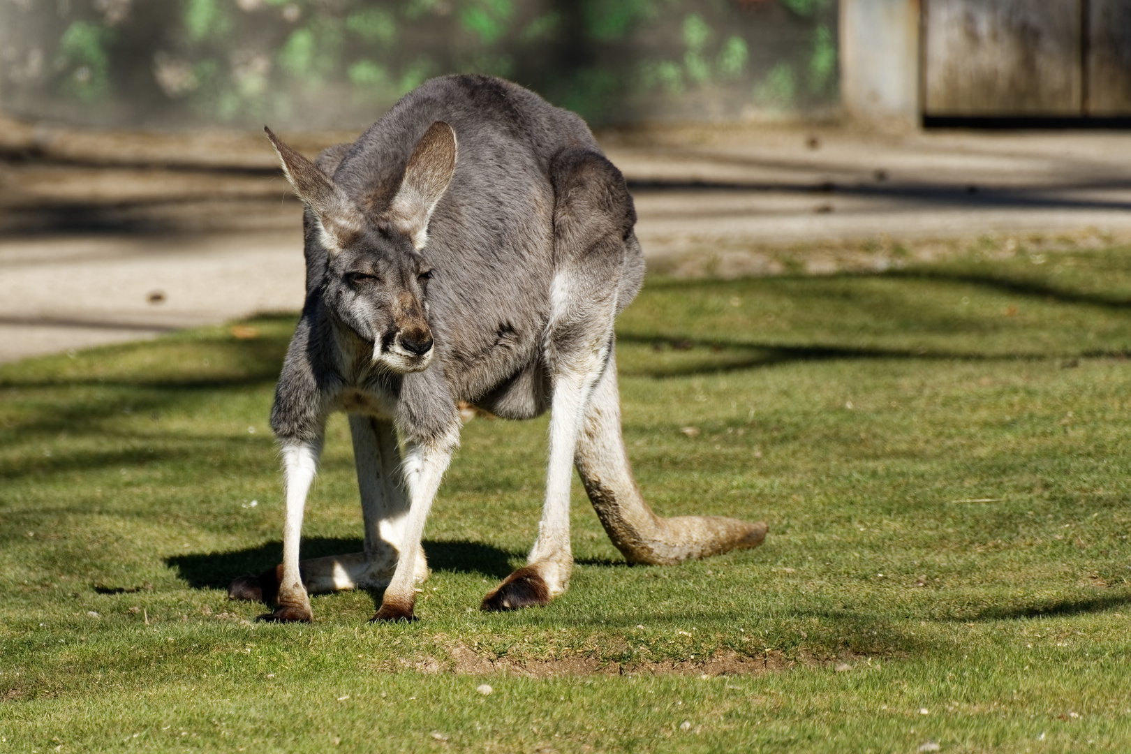 Känguru