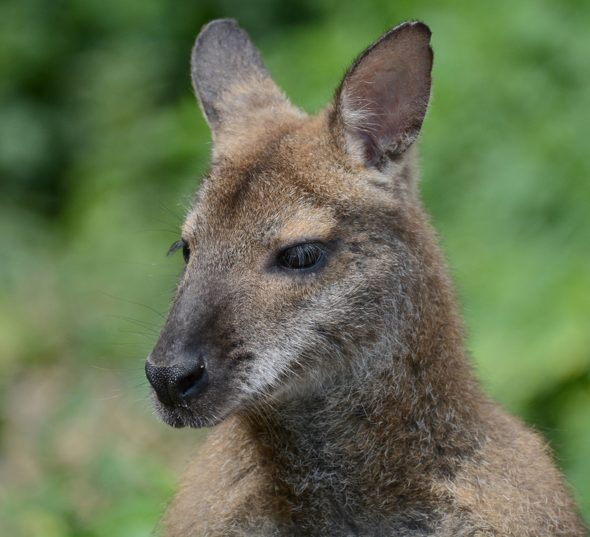 Känguru