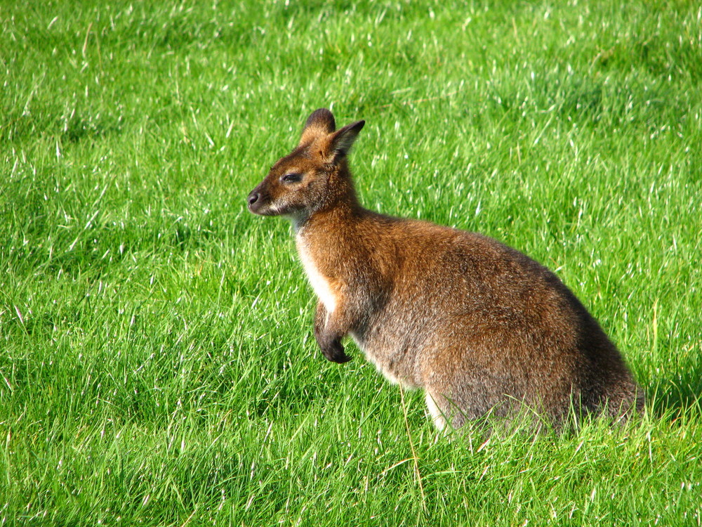 Känguru