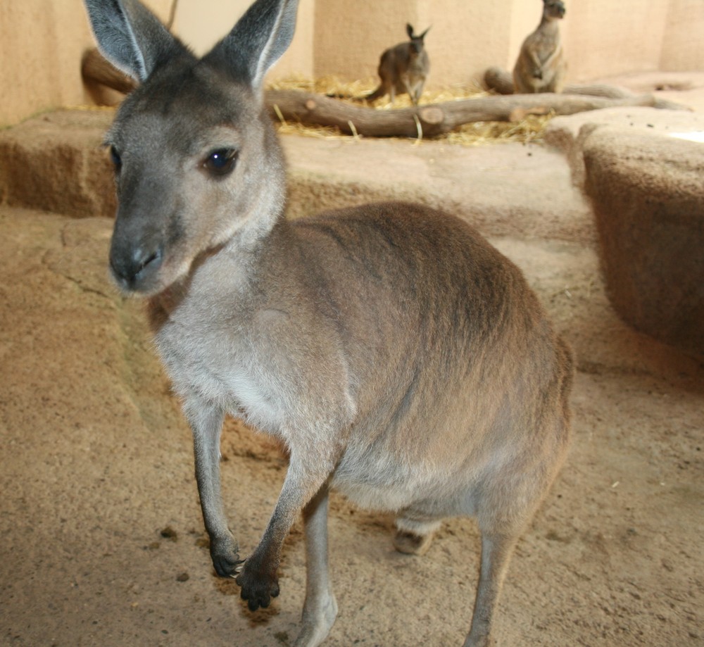 Känguru