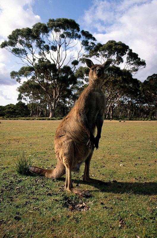 Känguru • Flinders Chase National Park