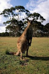 Känguru • Flinders Chase National Park