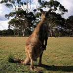 Känguru • Flinders Chase National Park