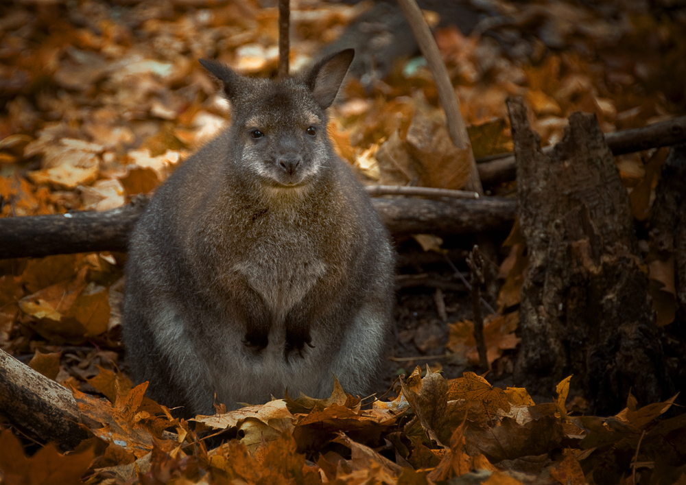 Känguru im deutschen Herbst