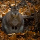 Känguru im deutschen Herbst