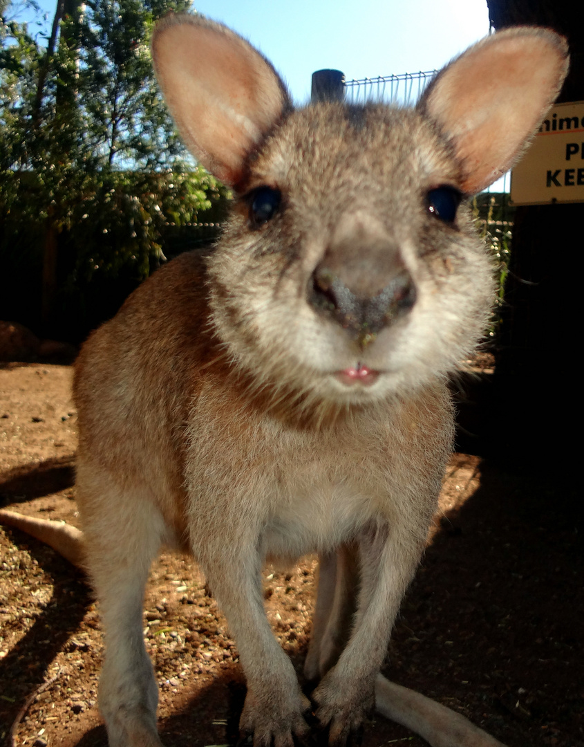 Känguru im Featherdale Wildlife Park - Sydney Australien