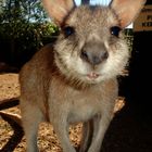 Känguru im Featherdale Wildlife Park - Sydney Australien