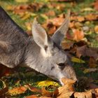 Känguru im Herbst