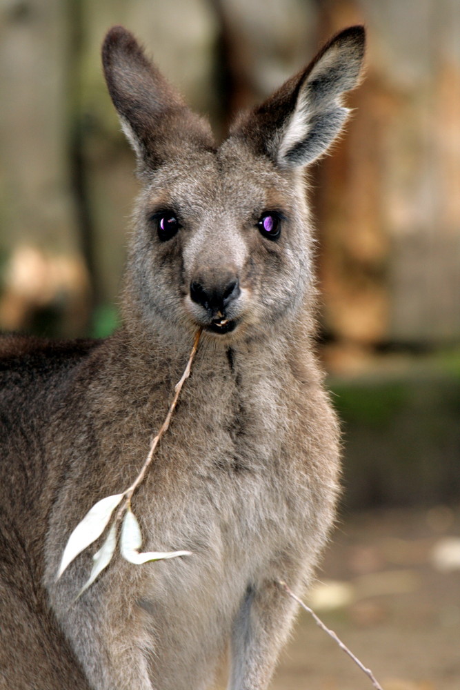 Känguru im Krefelder Zoo