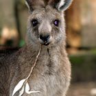 Känguru im Krefelder Zoo