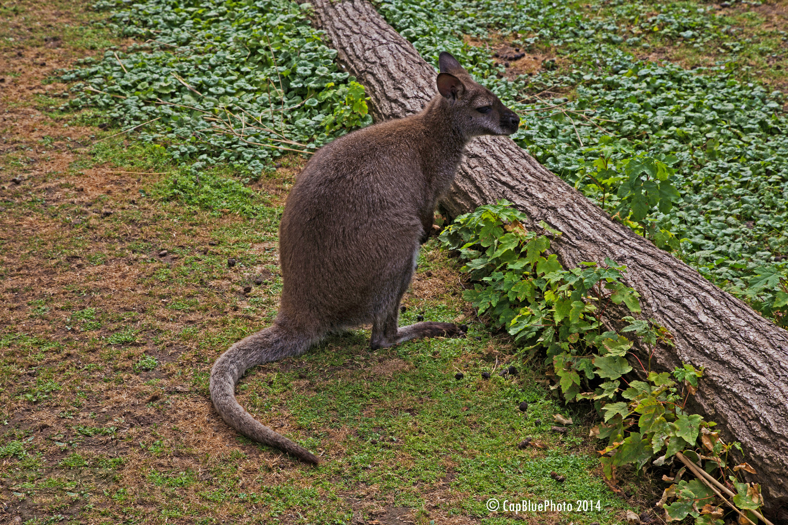 Känguru im Landauer Zoo