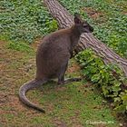 Känguru im Landauer Zoo