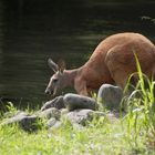 Känguru im Münchner Zoo Hellabrunn
