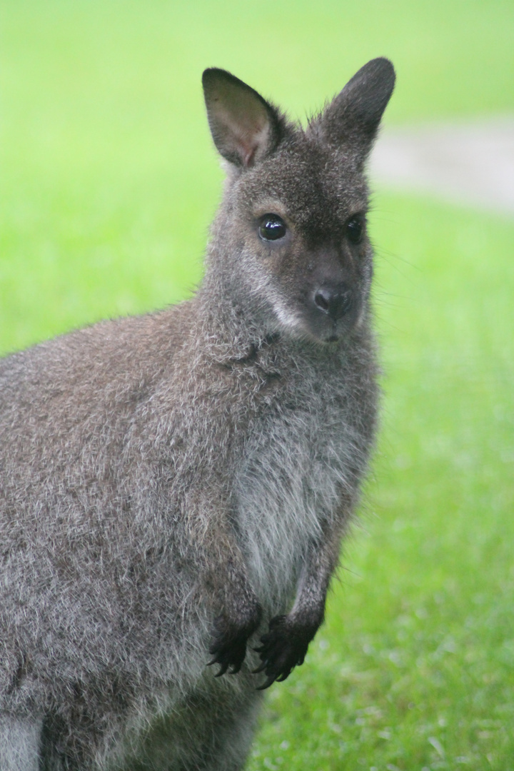 Känguru im Portrait