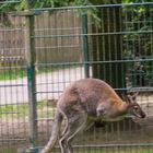 Känguru im Sprung