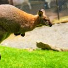 Känguru im Steichel/Tierpark Bretten