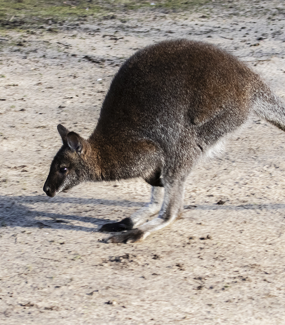 Känguru im vollen Lauf