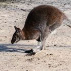 Känguru im vollen Lauf
