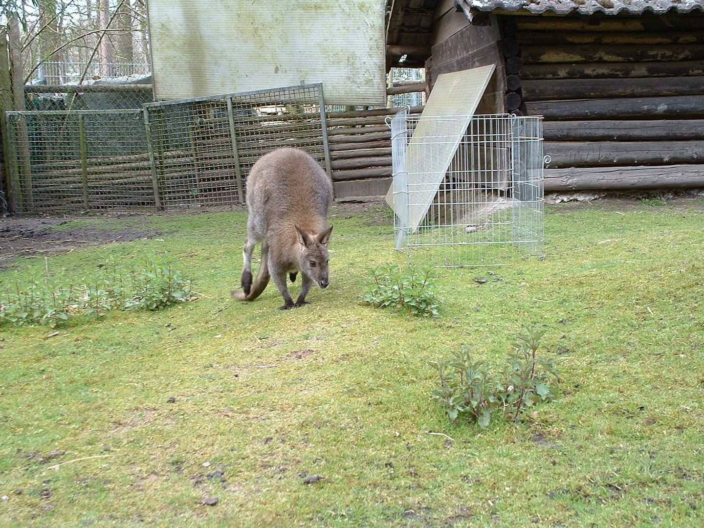 Känguru im Waldzoo Offenbach