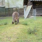 Känguru im Waldzoo Offenbach